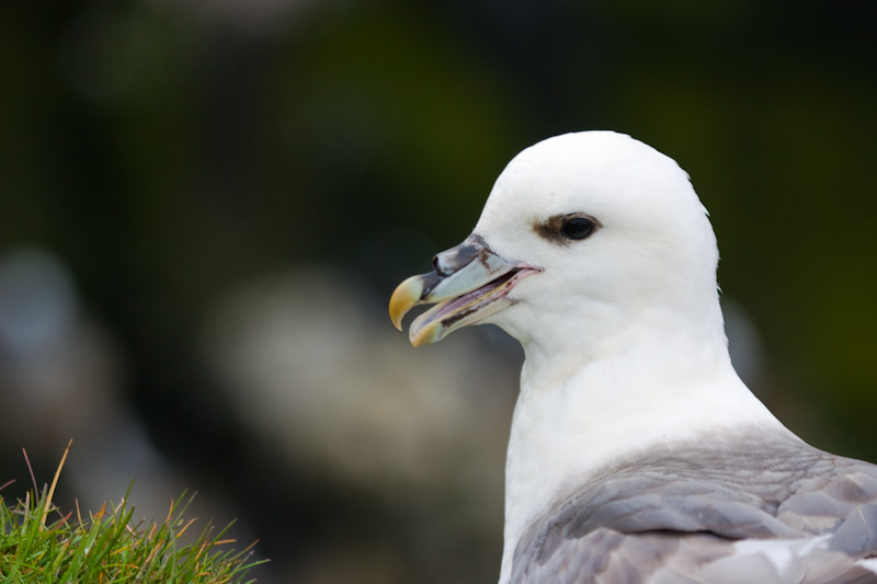 Northern Fulmar